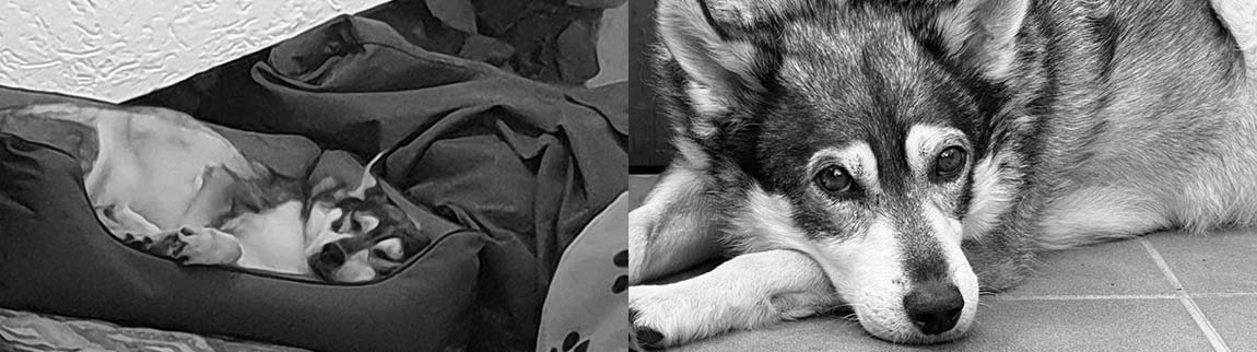 Zang - Stfitung für Tiere - gegen das Böse im Menschen