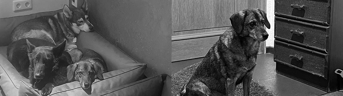 Zang - Stfitung für Tiere - gegen das Böse im Menschen