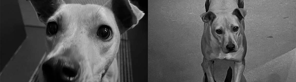 Zang - Stfitung für Tiere - gegen das Böse im Menschen