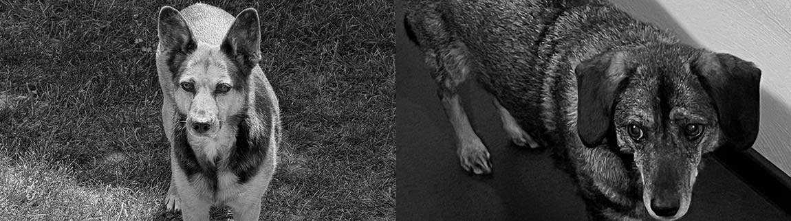 Zang - Stfitung für Tiere - gegen das Böse im Menschen