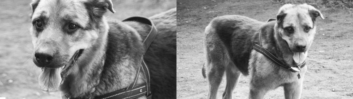 Zang - Stiftung für Tiere - gegen das Böse im Menschen