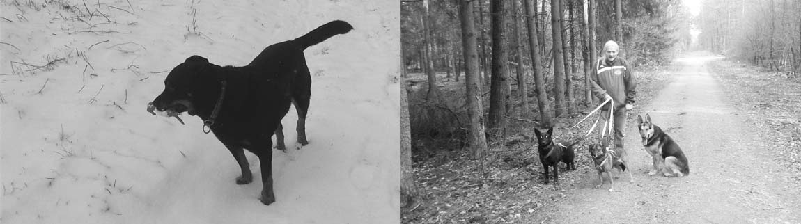 Zang - Stiftung für Tiere - gegen das Böse im Menschen